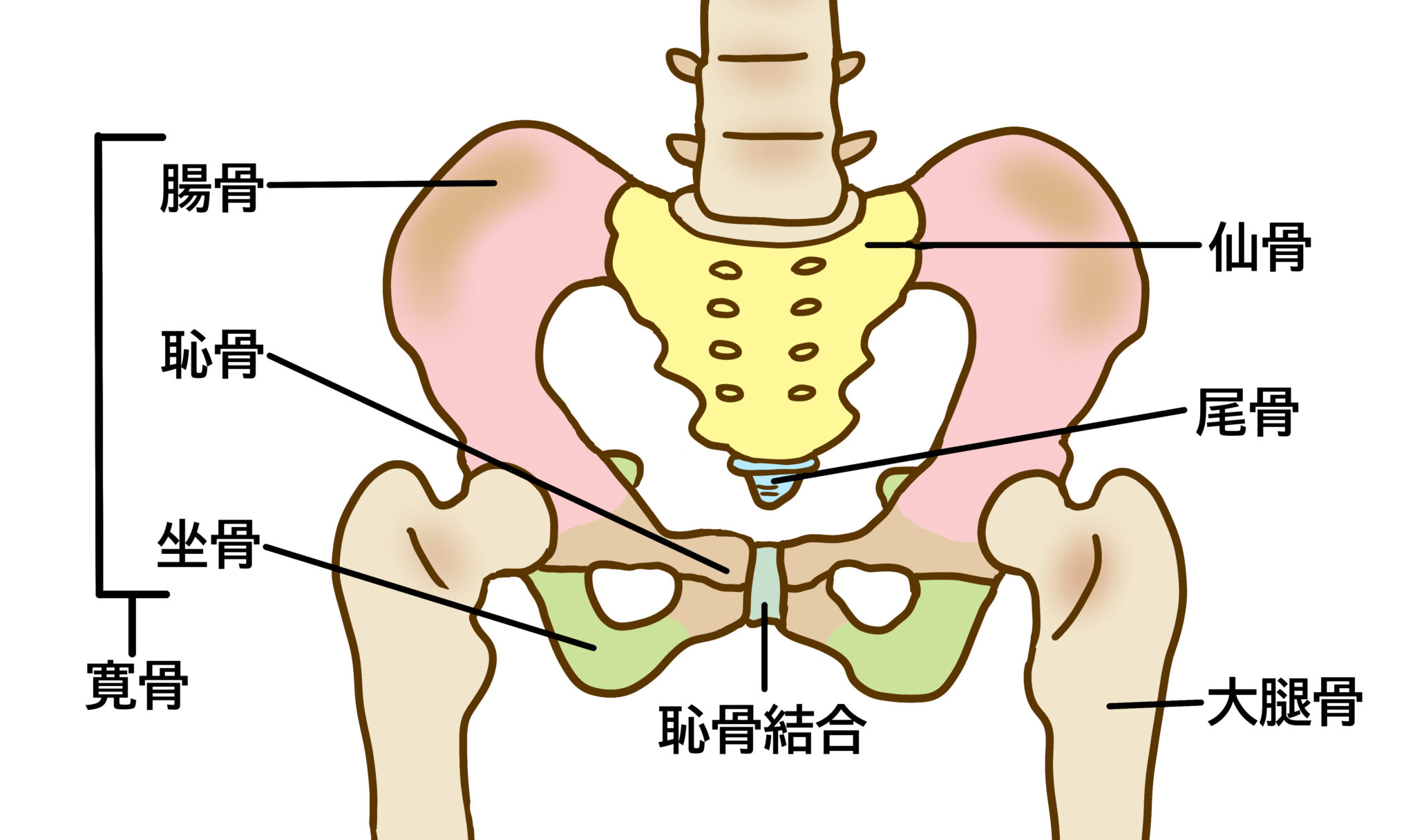 中古】(非常に良い)エビデンスに基づく骨盤底の理学療法 原著第2版 科学と臨床をつなぐ 野村昌良 その他